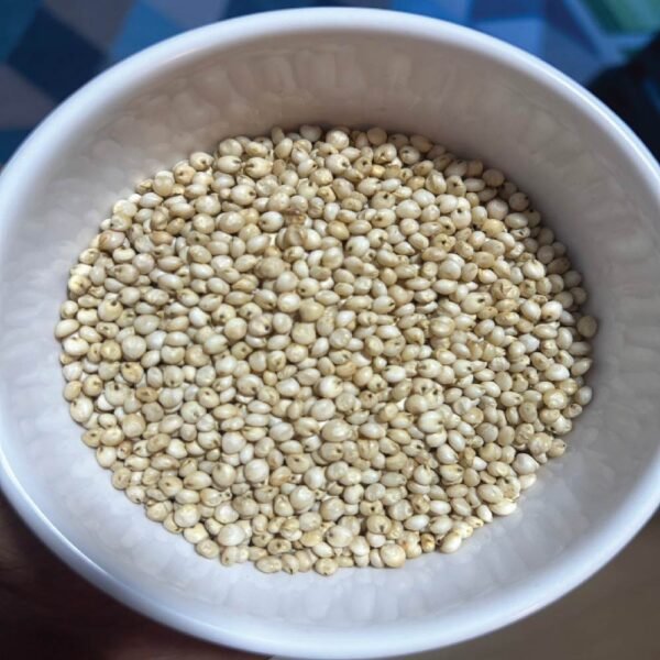 SORGHUM - Image 3